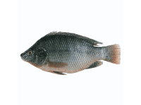 Pesce tilapia (tilapia fish) ~1kg