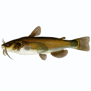 Pesce gatto (Catfish) 